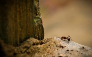 Effective Methods For Home Bug Control Effective Methods For Home Bug Control